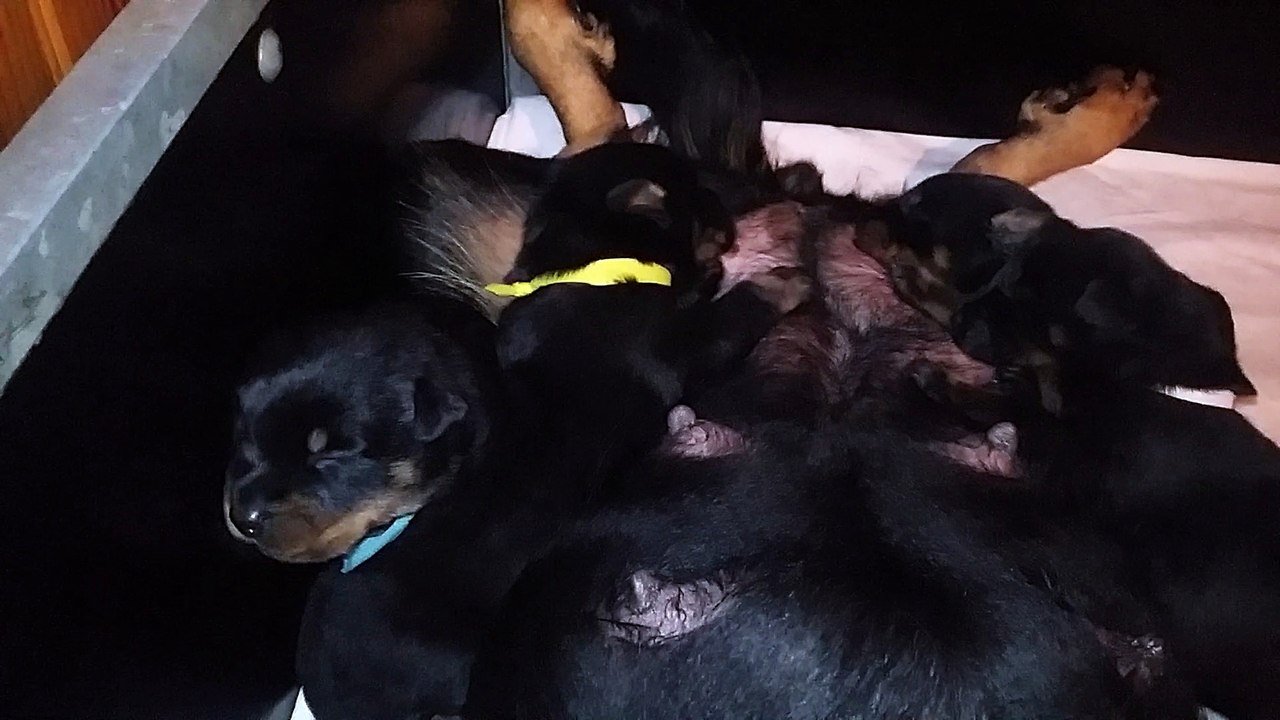 Chiots Beaucerons des Ganches de la Loire - Iumana X Jaeger à 14 jours