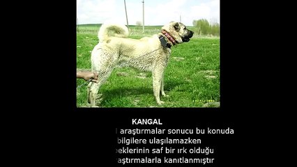 YERYÜZÜNDEKİ EN GÜÇLÜ KÖPEK: KANGAL