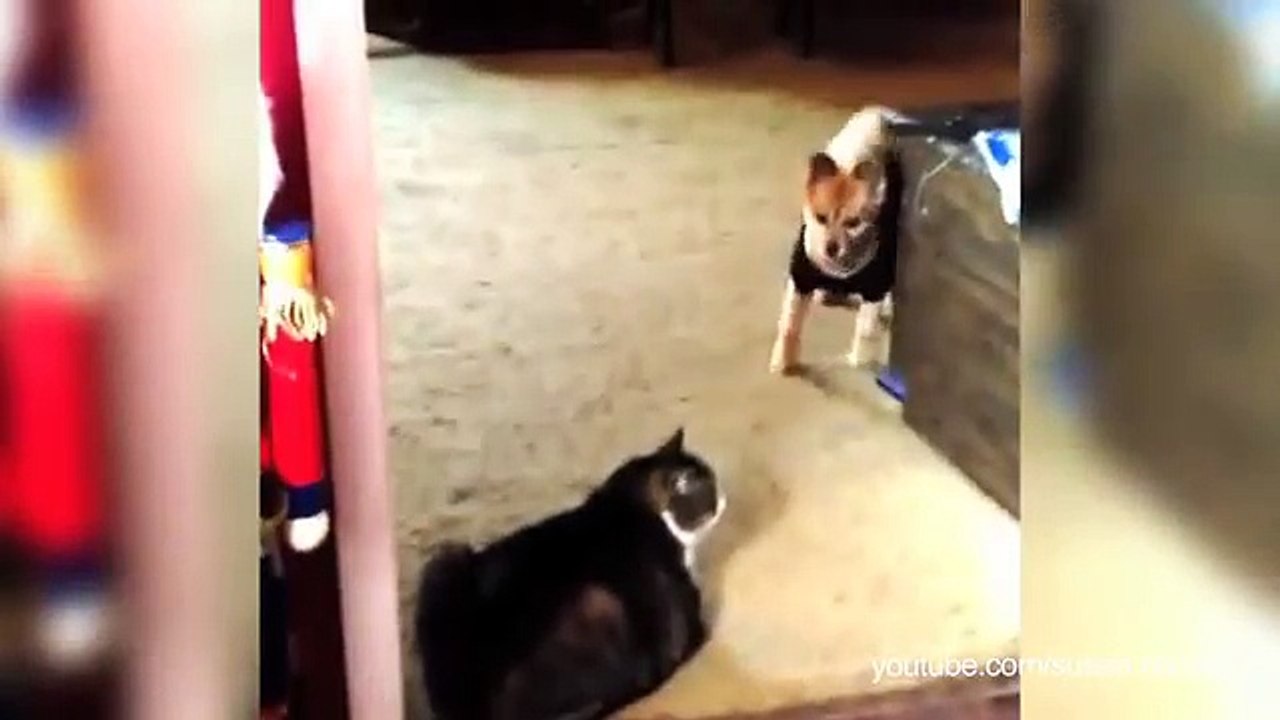 Un Video che dimostra quanto i Cani siano terrorizzati dai Gatti