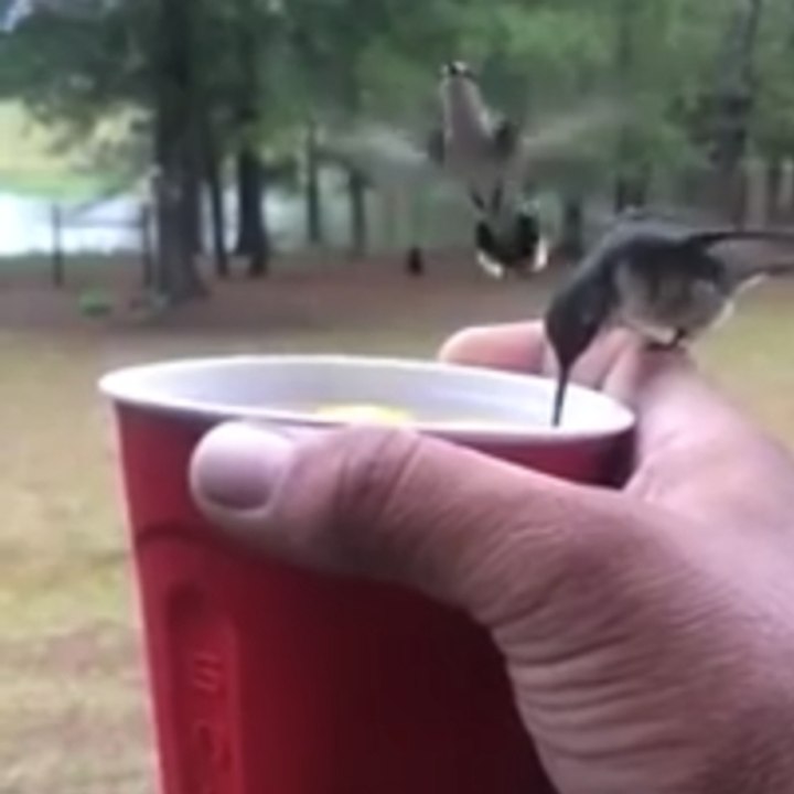 The irresistible red cup!