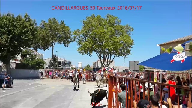 CANDILLARGUES-50-Taureaux-2016-07-17