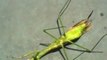 Una mantis religiosa casi muerta controlada por un gusano parásito