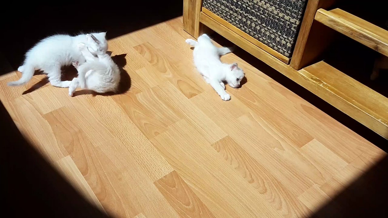 Games of Cats Chats Sacrés de Birmanie Portée 2016 18-07-2016-1