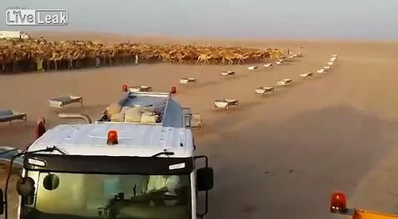 Des dizaines de chameaux se ruent vers leurs abreuvoirs pour boire