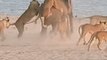 A young elephant gets attacked by a pack of 14 lions