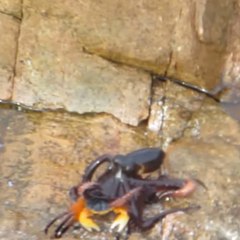 An octopus attacks a crab