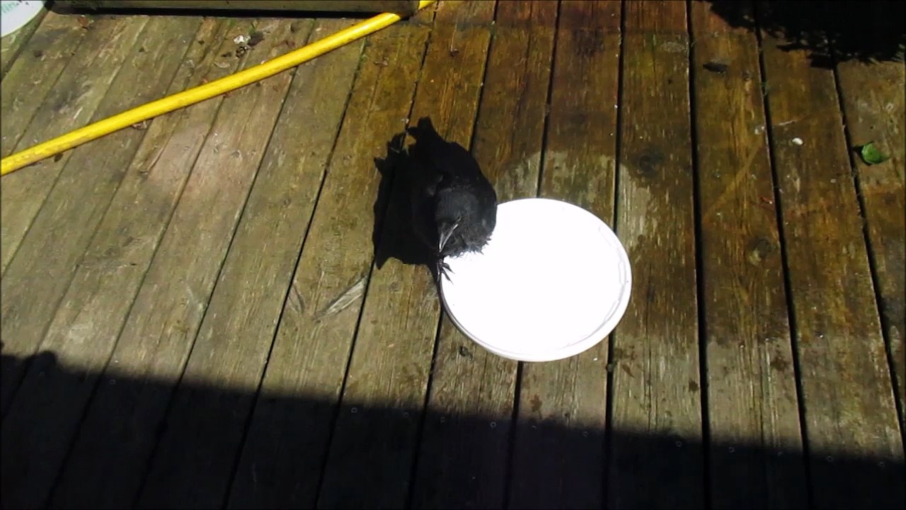 bébé corneille fait sa toilette
