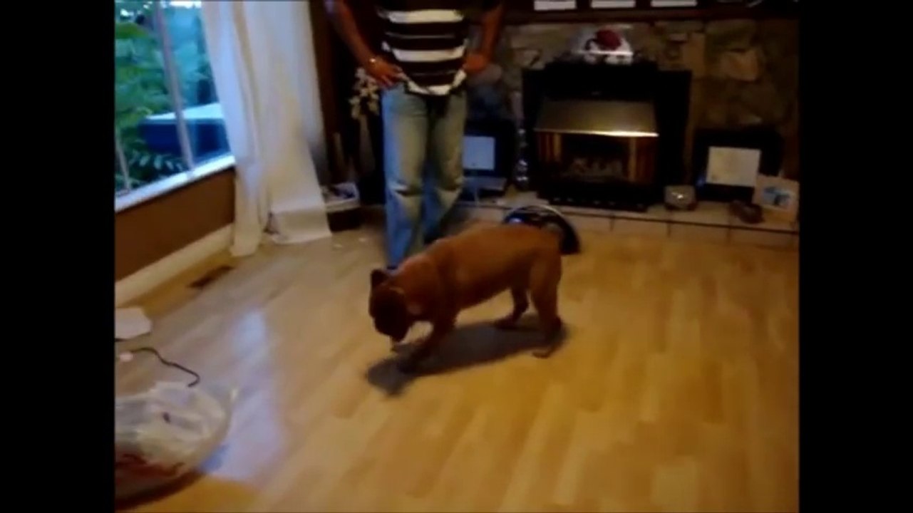 TOP FUNNY DOGS