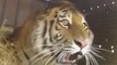 Trois tigres de Sibérie sont relâchés dans la nature