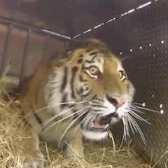 Trois tigres de Sibérie sont relâchés dans la nature