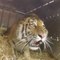 Three Siberian tigers are released into the wild