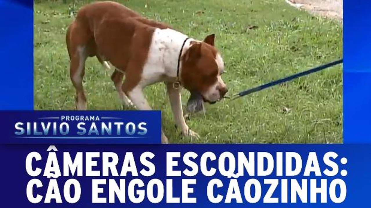 Câmeras Escondidas: Cachorro engole cachorrinho