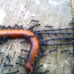 Ants vs. a millipede