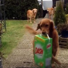 I wish I have pets that help me to do housework like these