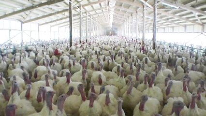 Im Namen der Tiere - Trailer (Deutsch) HD