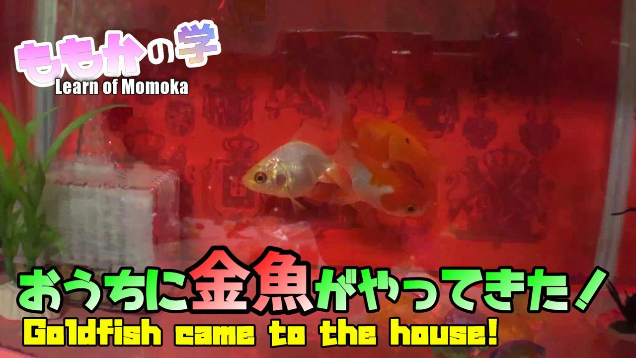 【Study】Goldfish came to the house! お家に金魚がやってきた！