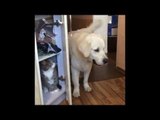 Dog Locks Cat in Cupboard and Barks in Victory