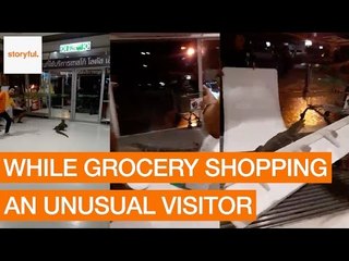 Monitor Lizard Scares Customers at Thai Grocery Store