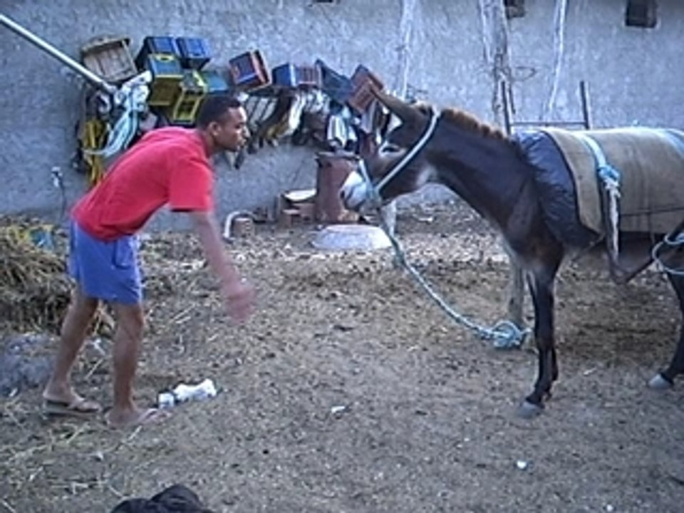gag zizou vs materrzzi  // zizou tunisien