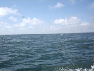 Ballade avec les dauphins N°1