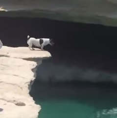 Un petit chien fait le grand saut !