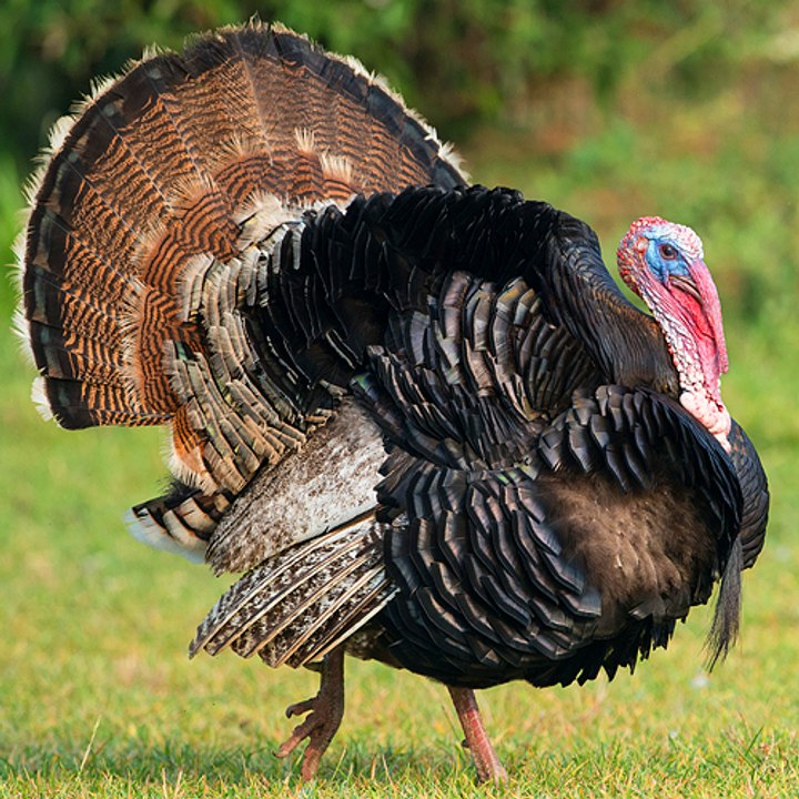 Turkey Farming