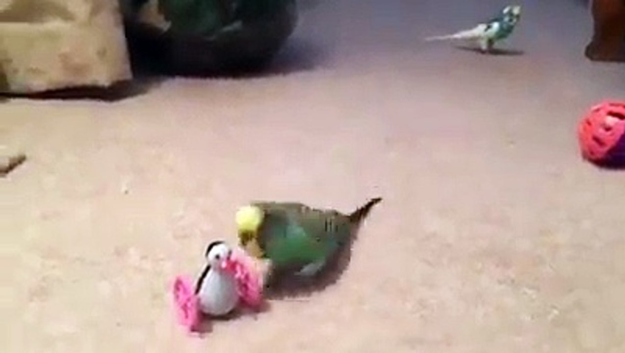 funny love birds