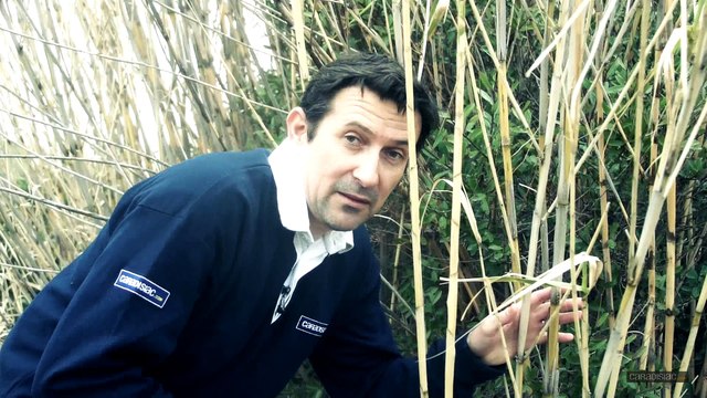 Essai vidéo - Porsche Cayman et Cayman S (type 981) : prédateurs à sang froid