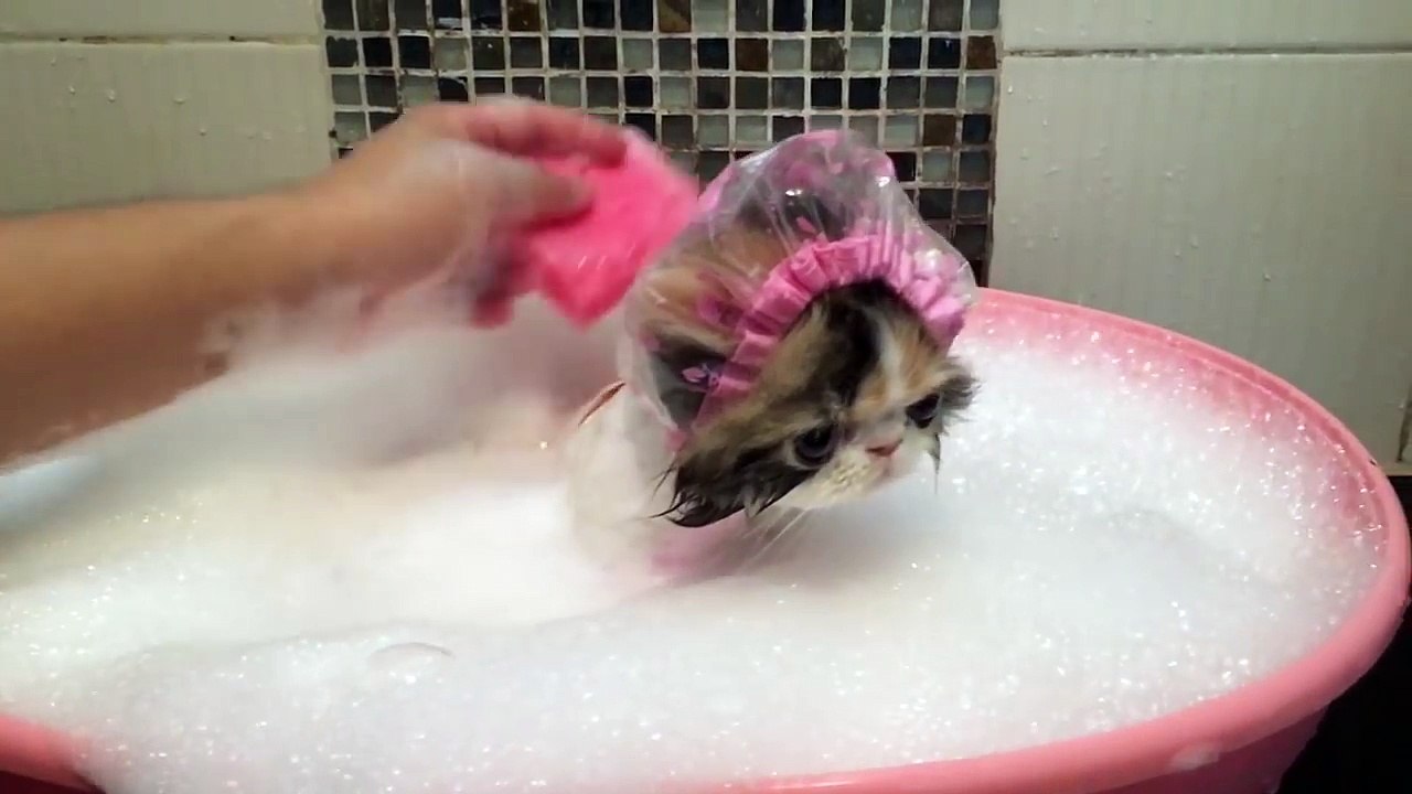 Cat Takes a Bath