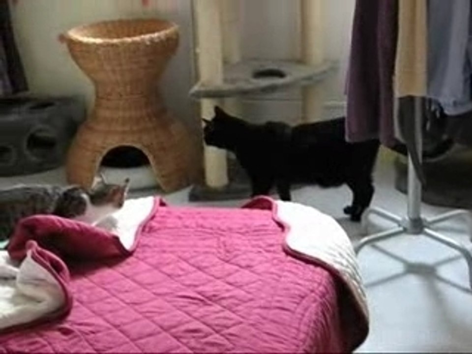 2007-07-19_grosminet
