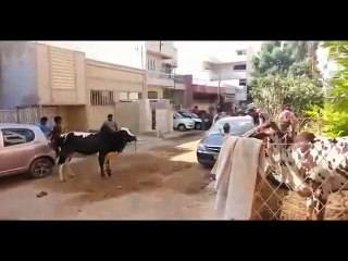 Cow ran away and jump bakra eid(1)