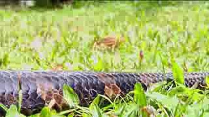 BIGGEST PYTHON SNAKE - GIANT ANACONDA - WORLD'S BIGGEST SNAKE FOUND IN AMAZON RIVER #3