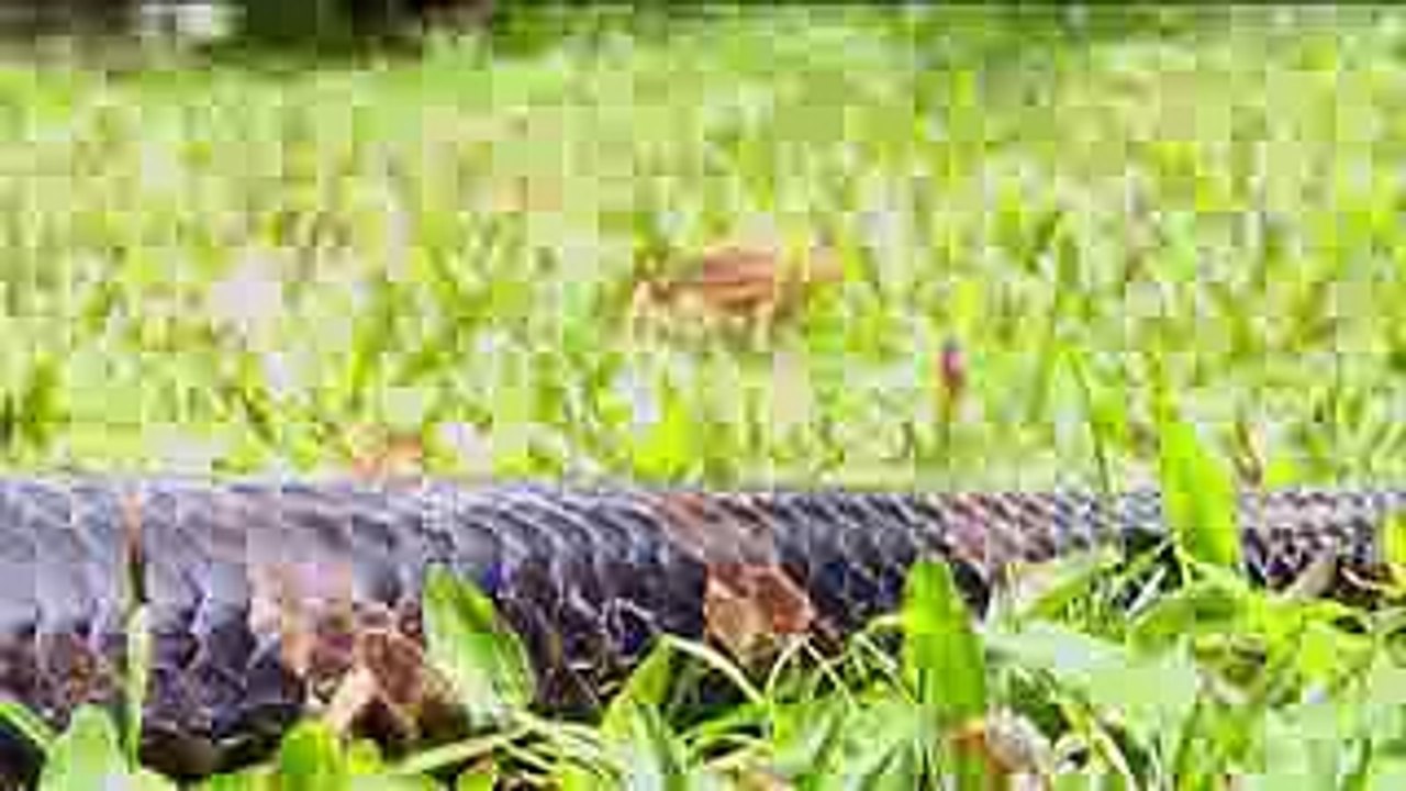 BIGGEST PYTHON SNAKE - GIANT ANACONDA - WORLD'S BIGGEST SNAKE FOUND IN AMAZON RIVER #3