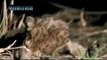 best animal video. Hyena Revenge Lion Lion Kill Hyena Cub and Hyena Kill Lion cub animals attack.