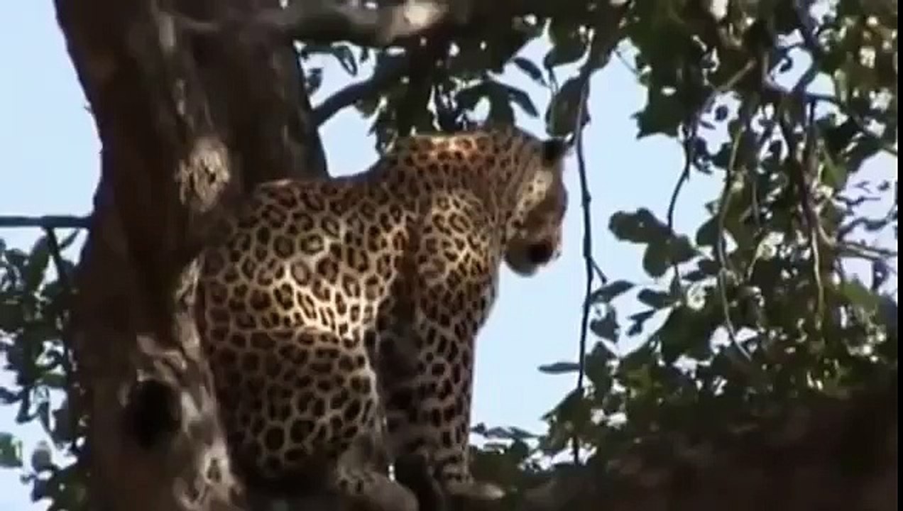 animal video. Baboon attack Leopard and Rescue Antelope animals attack.