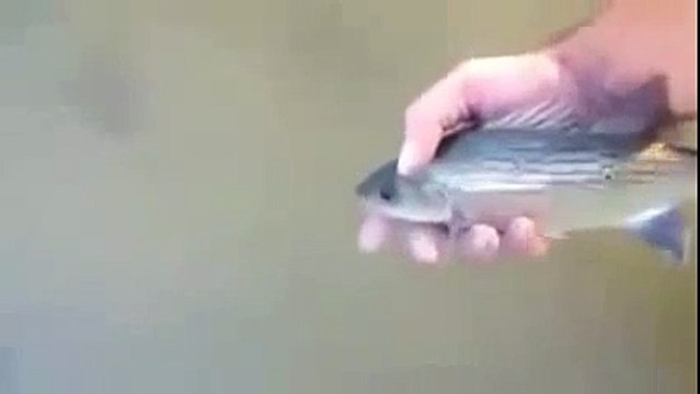 funny animal vodeo. Friendly fish swim and return to hand Amazing !!! animals attack.