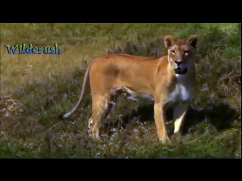 Lion Cub Afraid on Crocodile While Crossing River animals attack.