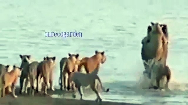 besst animals video. Biggest wild animal fights CRAZIEST Animals Attack Caught Crazy an animals attack.