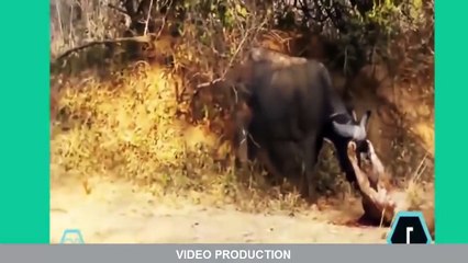 best animal video. Cobra vs Lion vs Buffalo vs Tiger