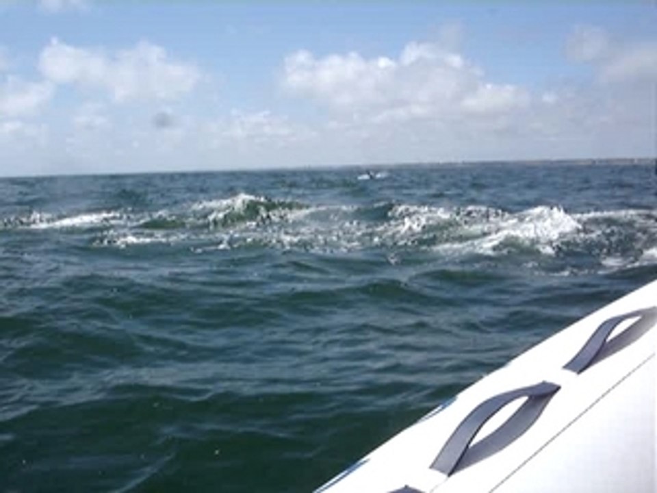 Ballade avec les dauphins N°4