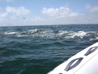 Ballade avec les dauphins N°4