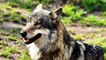Guardia Civil investiga a 20 personas en Asturias por fraudes en subvenciones a daños de lobos