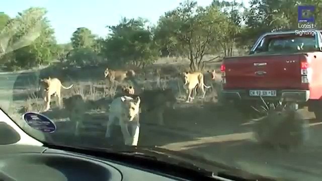 Manada de leonas quiso cazar a un puercoespín