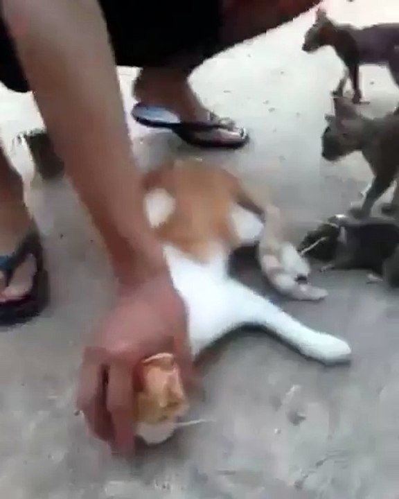 scary cat