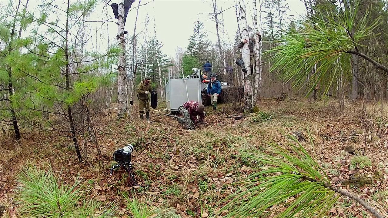 Incredibly Rare Siberian Tiger Release