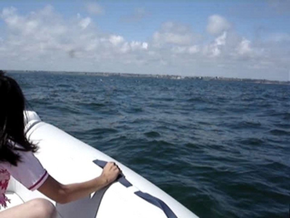 Ballade avec les dauphins N°5