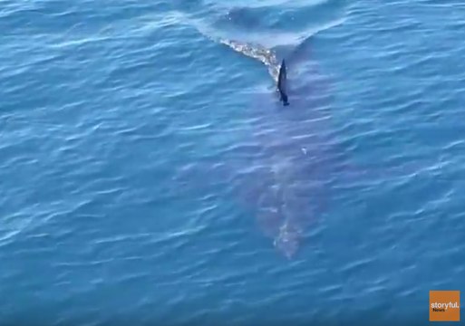 Fishermen See Great White Shark Up Close Off Chatham