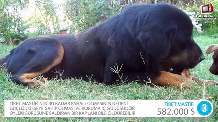 Dünyanın En Pahalı 5 Egzotik Hayvanı