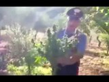 Loseto (BA) - Piantagione di marijuana tra le campagne, due arresti (18.07.16)