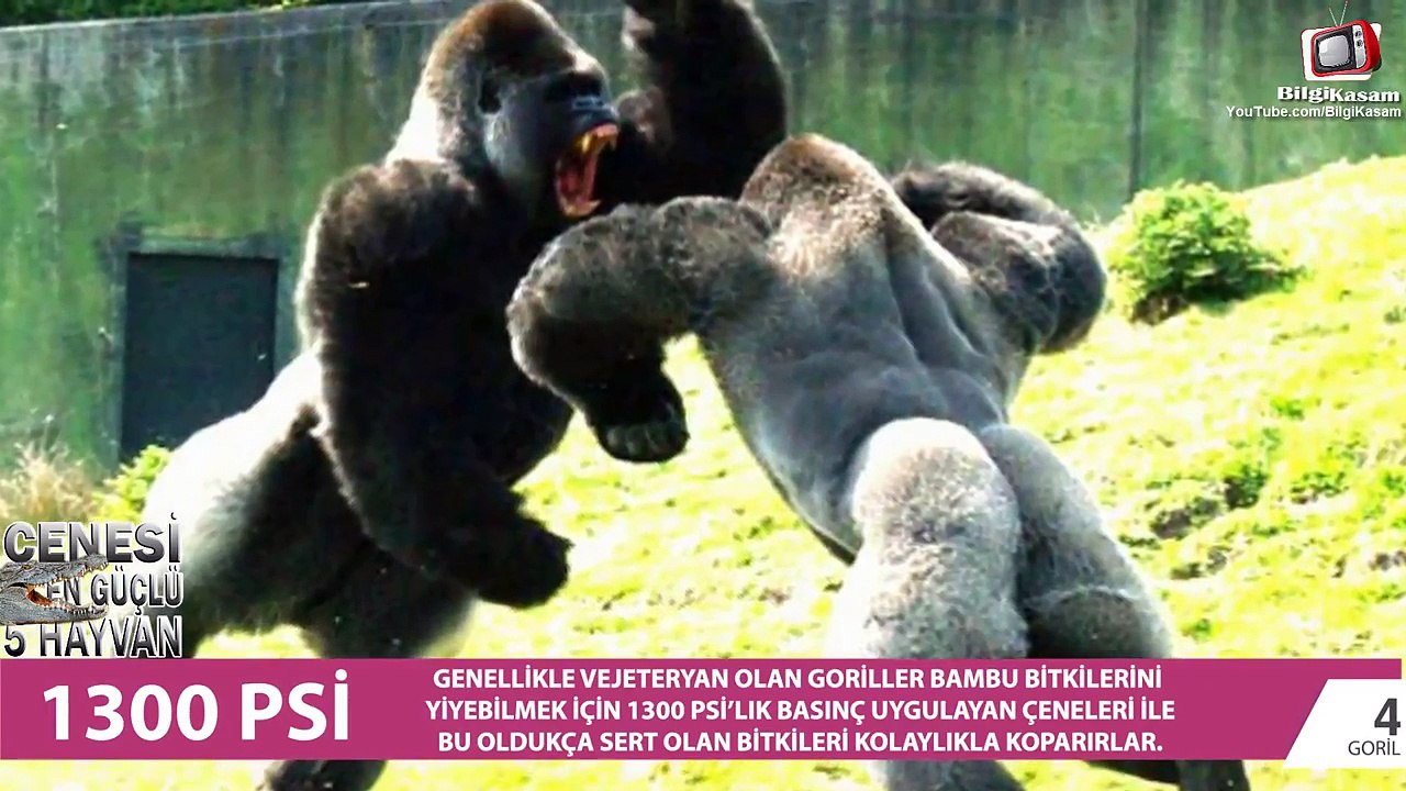 Çenesi En Güçlü 5 Hayvan